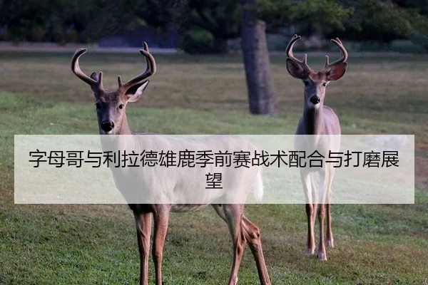 字母哥与利拉德雄鹿季前赛战术配合与打磨展望（kaiyuan）